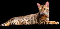 BENGAL